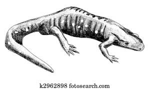 サンショウウオ イラスト K Fotosearch