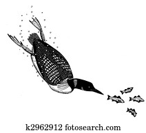 Common Loon Common Loon