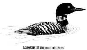 Common Loon Common Loon