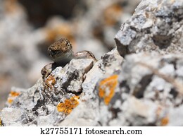 Crimean rock lizard