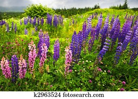 newfoundland, paisagem, com, lupin, flores
