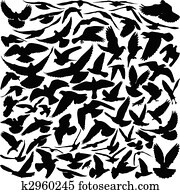 יונה, צלליות