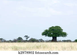 Baobab Tree - Tarangire National Park. Tanzania, Africa