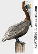 Brown Pelican Brown Pelican