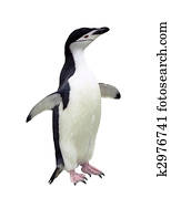 Chinstrap Penguin