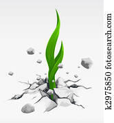 green sprout, pushing out from stones green sprout, pushing out from stones