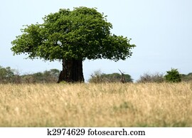 Safari Landscape. Tanzania, Africa