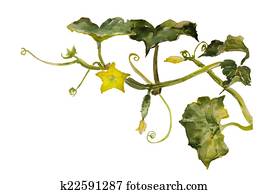 Watercolor garden vignette cucumbertwig with leaves, flowers and Watercolor garden vignette cucumbertwig with leaves, flowers and