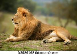Beautiful Lion wild male animal portrait