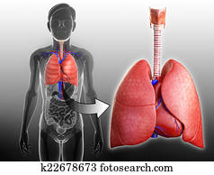Male lungs anatomy Male lungs anatomy