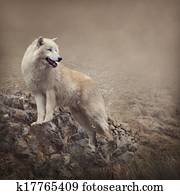 White wolf White wolf