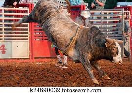 A brahma bull without a rider in a rodeo. A brahma bull without a rider in a rodeo.