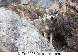 Angry Wolf Angry Wolf