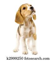 beagle puppy beagle puppy