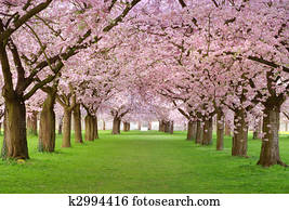 flores cereja, plenitude