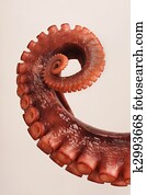 Octopus Tentacile Octopus Tentacile