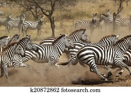 rebanho zebras, gallopping