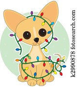 צ'יהאאהאה, אורות