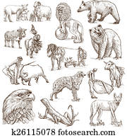 Animals around the World Animals around the World