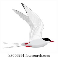 Arctic Tern Arctic Tern