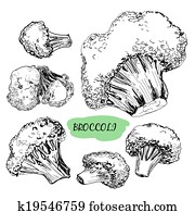 Broccoli Broccoli