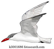Caspian Tern Caspian Tern