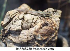 Close up on Podarcis Tauricus (Crimean Wall Lizard)