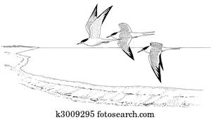 Common Tern Common Tern