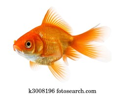 goldfish isolated on white
