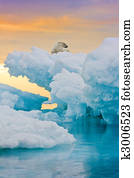 Polar Bear on Frozen Outcrop