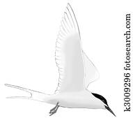 Roseate Tern Roseate Tern