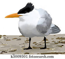 Royal Tern Royal Tern