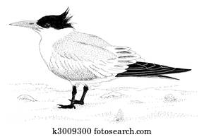 Royal Tern Royal Tern