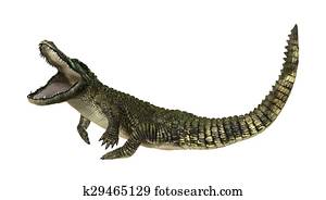 American Alligator American Alligator