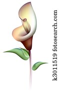 Calla lily Calla lily
