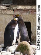 Couple of Macaroni Penguins - Eudyp