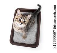 kitten or cat in toilet tray box with absorbent litter isolated top view kitten or cat in toilet tray box with absorbent litter isolated top view