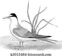 Least Tern
