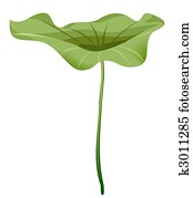 lotus leaf lotus leaf