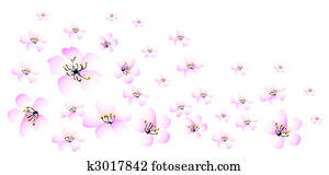 pink daisy flower pink daisy flower