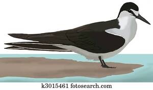 Sooty Tern Sooty Tern