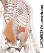 The internal oblique The internal oblique