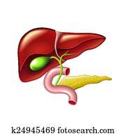 Pancréas Banque d'Images | 1000+ Pancréas Photos | Fotosearch