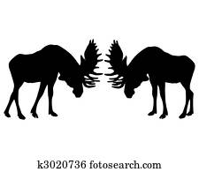 Isolated illustration of rutting behavior of moose Isolated illustration of rutting behavior of moose