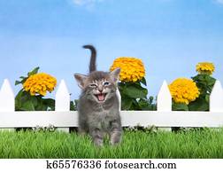 Vier, winzige, babykatzen, abmagernd, durch, gartenhecke Stock