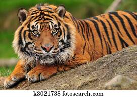 tigre sumatran