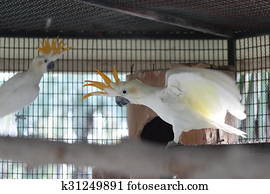 White moluccan cockatoo