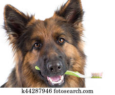 Dog holding toothbrush in mouth isolated Dog holding toothbrush in mouth isolated