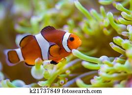 peixe anêmona, em, recife coral