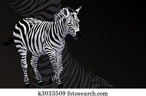 Zebra Zebra